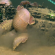 Giant isopods gorging on an alligator carcass.